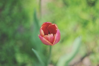 Close-up of flower blooming outdoors
