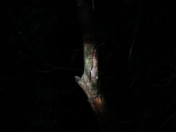 Close-up of damaged tree trunk at night