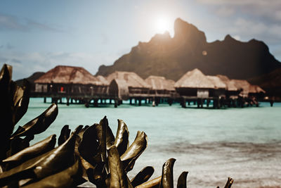 Plants on the beach - ocean huts in the background with mountain view - bora bora