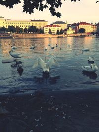 Swan flying over lake against sky during sunset