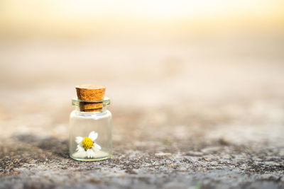 Close-up of small flower on table