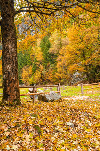 View of trees in park during autumn