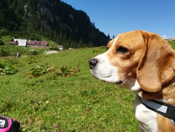 Dog looking away on field