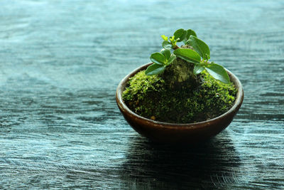 Close-up of potted plant on table