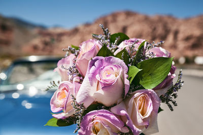 Close-up of pink flowering plant