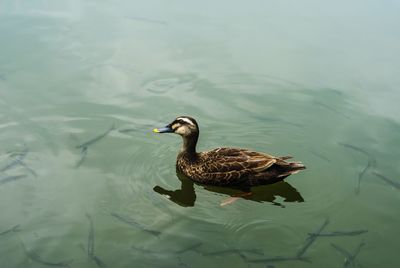 High angle view of duck swimming on lake