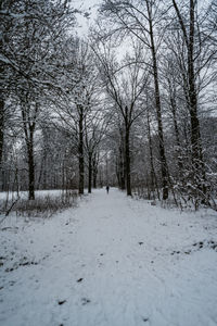 Bare trees on snow covered field