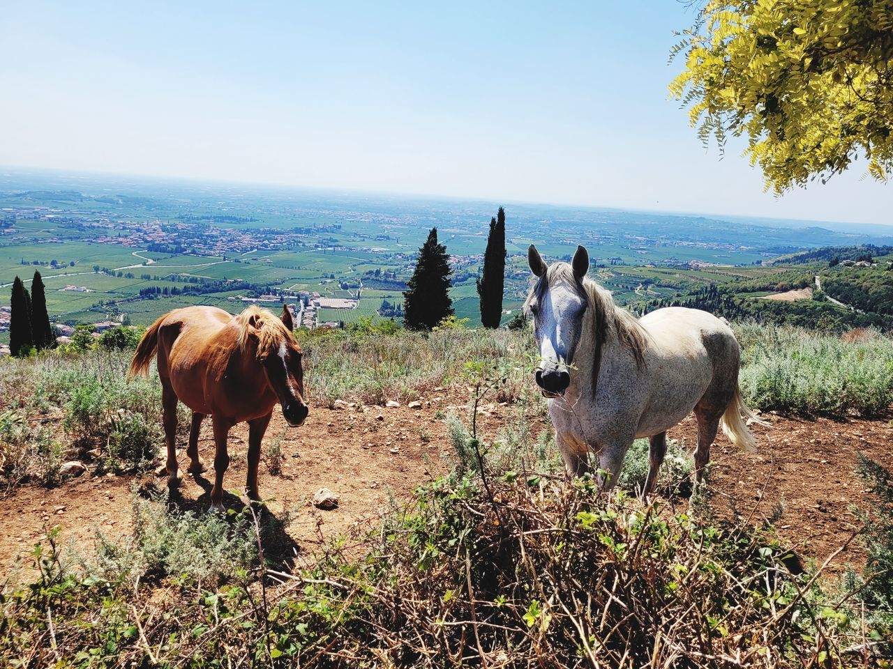 mammal, animal, animal themes, domestic animals, group of animals, livestock, pasture, horse, pet, nature, sky, plant, rural area, animal wildlife, land, natural environment, landscape, field, grazing, day, no people, herd, environment, standing, clear sky, beauty in nature, agriculture, water, scenics - nature, two animals, tree, grass, outdoors, meadow, farm, sunlight, rural scene, horizon, mare, working animal, wildlife, sea, herbivorous, non-urban scene