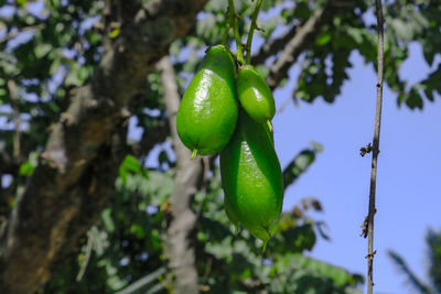 Close-up of fruit growing on tree