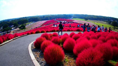 View of flowers growing on road