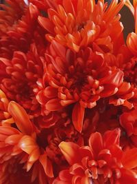 Close-up of dahlia blooming outdoors