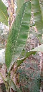 Close-up of green leaves on plant