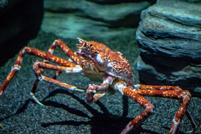 Close-up of crab on rock