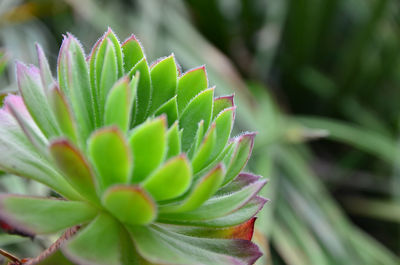 Close-up of succulent plant