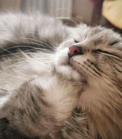 Close-up of cat sleeping