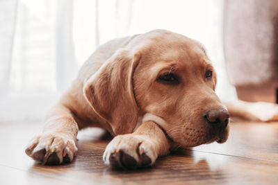 Close-up portrait of a beige labrador retriever puppy at home. the dog lies on the floor 