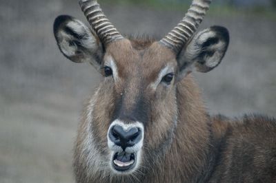 Close-up of sing sing