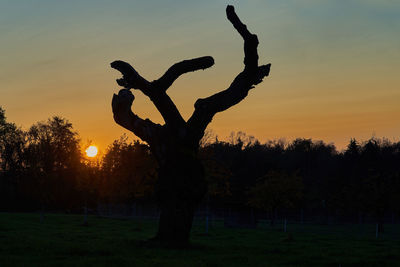 Silhouette tree on field against sky during sunset