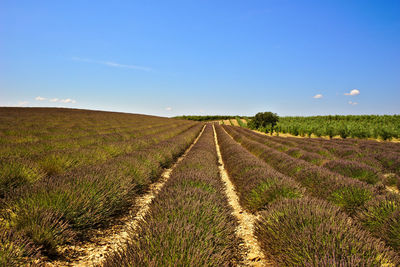 Lavender farm against sky