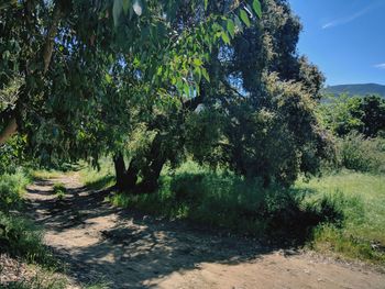 Trees on landscape