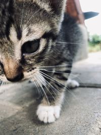 Close-up of a cat