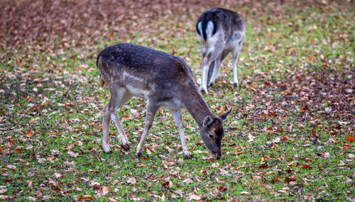 Deer standing on field