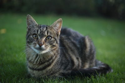 Portrait of tabby cat on field