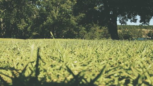 Scenic view of field against trees