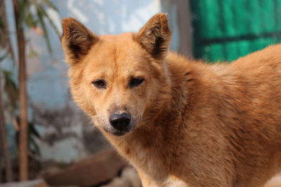 Close-up portrait of dog