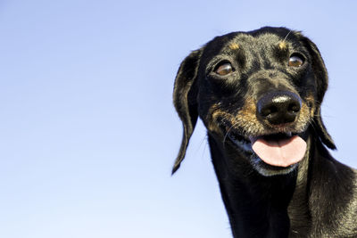 Close-up portrait of a dog