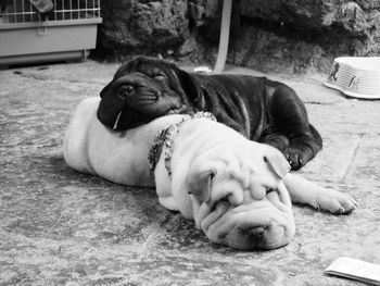 Close-up of dog lying down