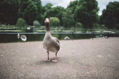 Close-up of bird on lakeshore