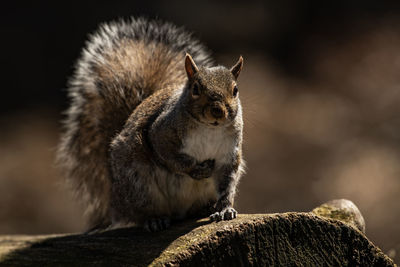 A squirrel foraging for food, sciuridae