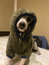 Dog with hoodie