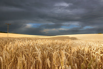 Scenic view of wheat field against sky