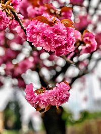 Close-up of pink cherry blossoms in spring