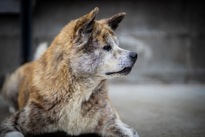 Close-up of a dog looking away