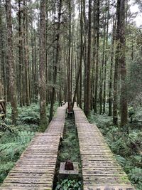 Footpath amidst trees in forest
