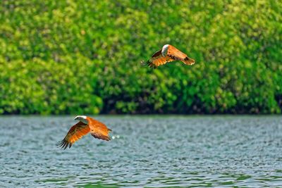 Two bald eagle hunting over a lake