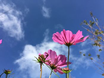 Low angle view of pink flowering plant against sky