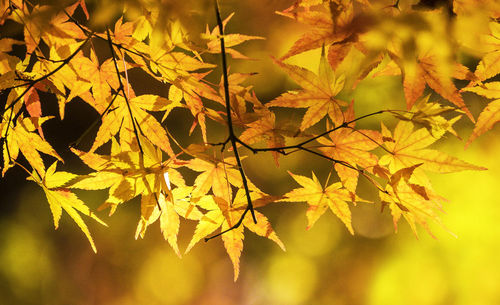 Close-up of autumnal leaves