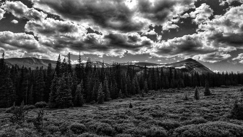 Panoramic view of forest against sky