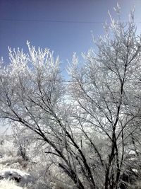 Low angle view of bare tree against sky