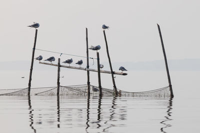 Birds on lake against sky