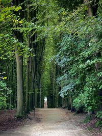 Trees growing in forest