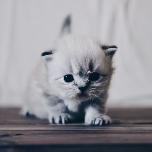 Close-up portrait of cat