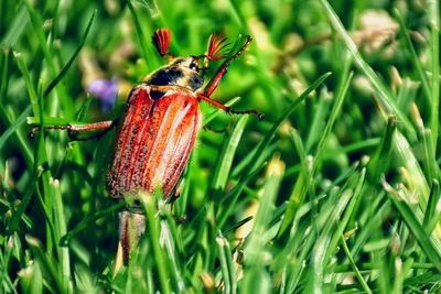 Close-up of insect on plant