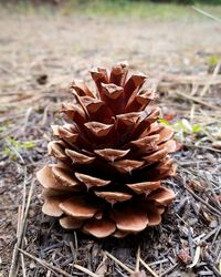 Close-up of plant on field