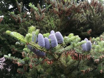 Close-up of cactus plants in forest