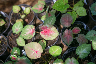 Full frame shot of plants